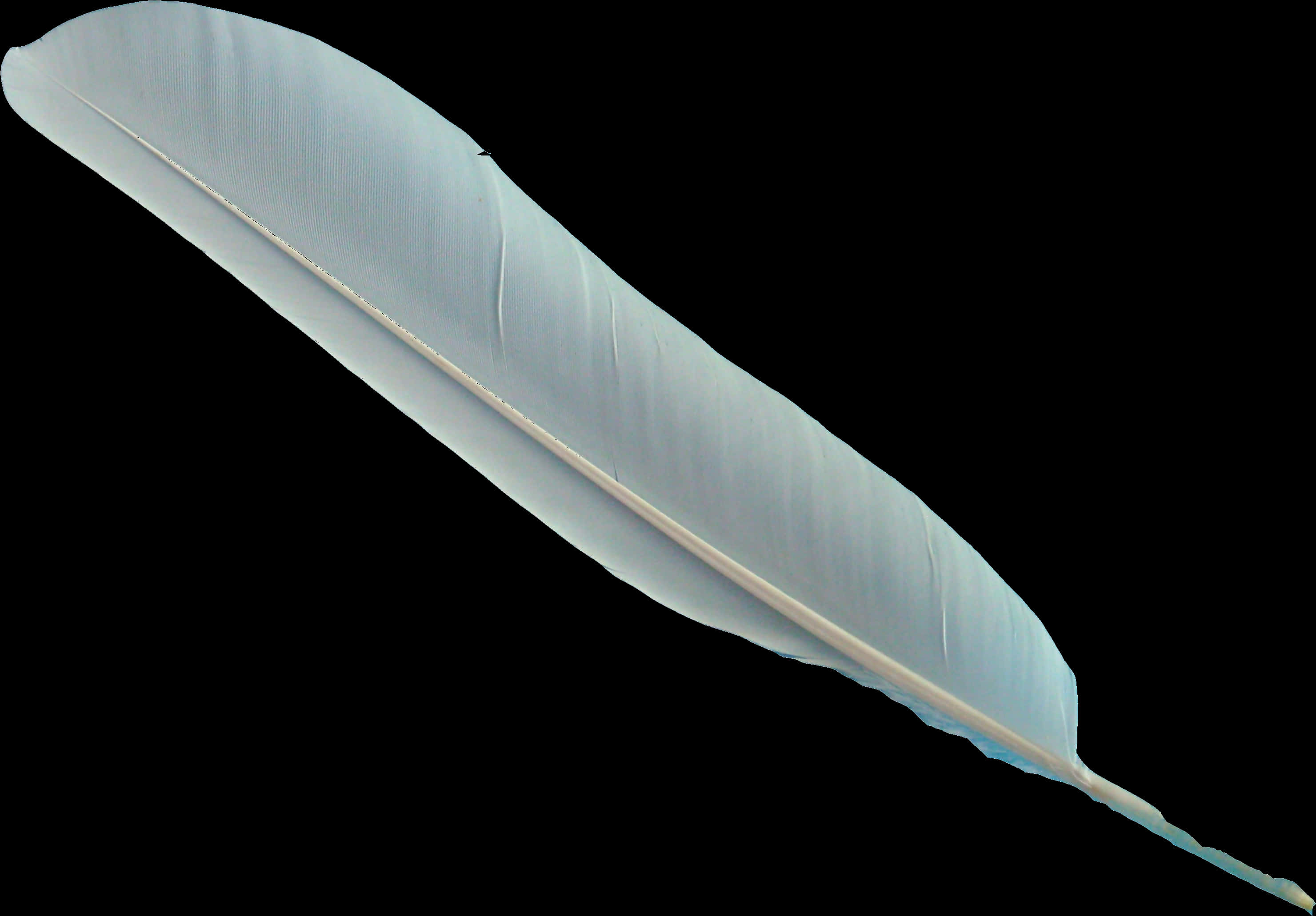 Single Feather Isolatedon Black Background