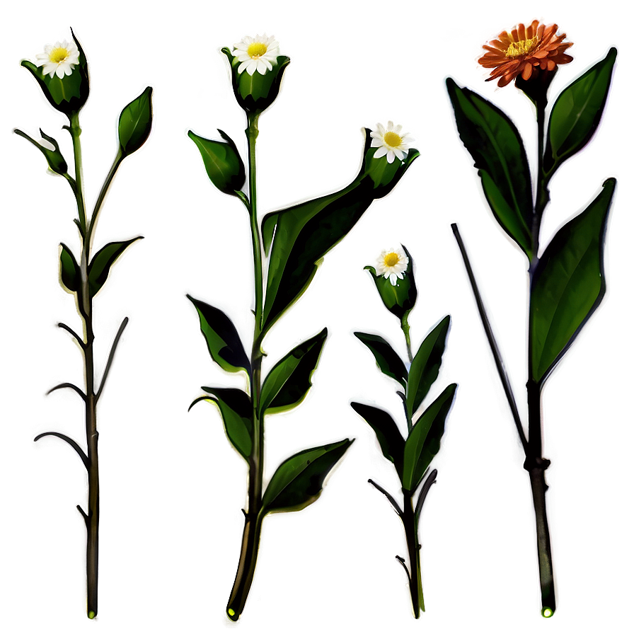 Single Flower Stem Png Qei