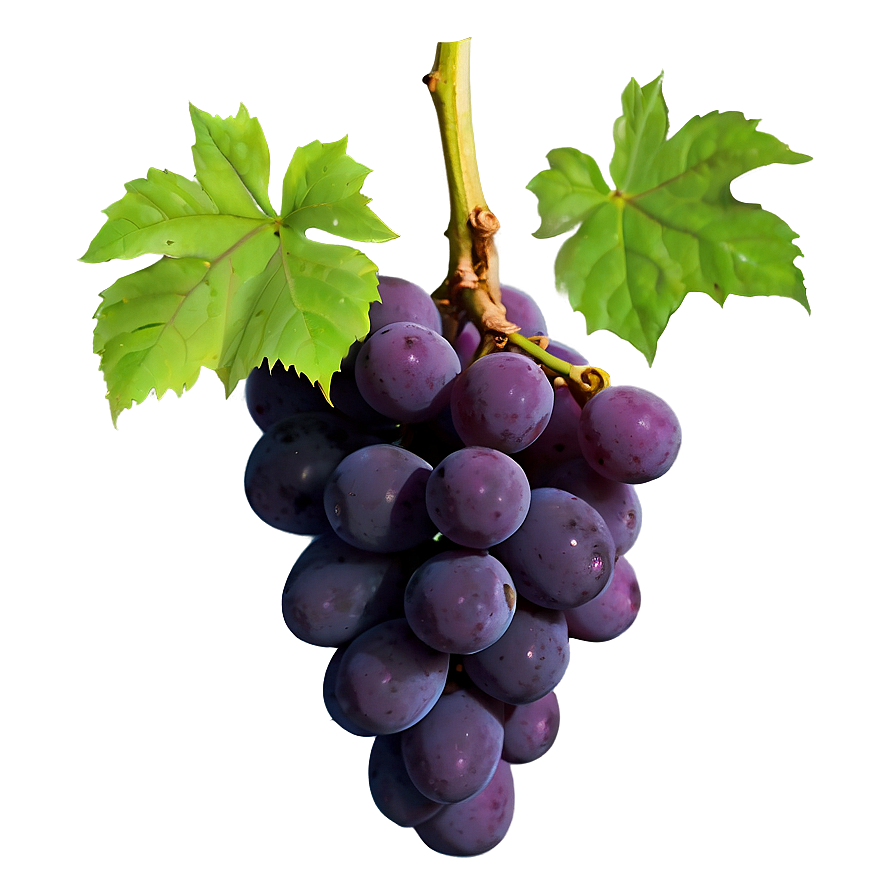 Single Grape Isolated Png 06292024