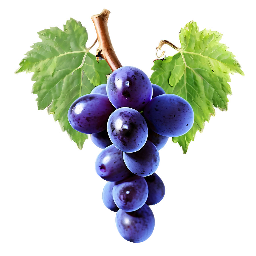 Single Grape No Background Png 06292024