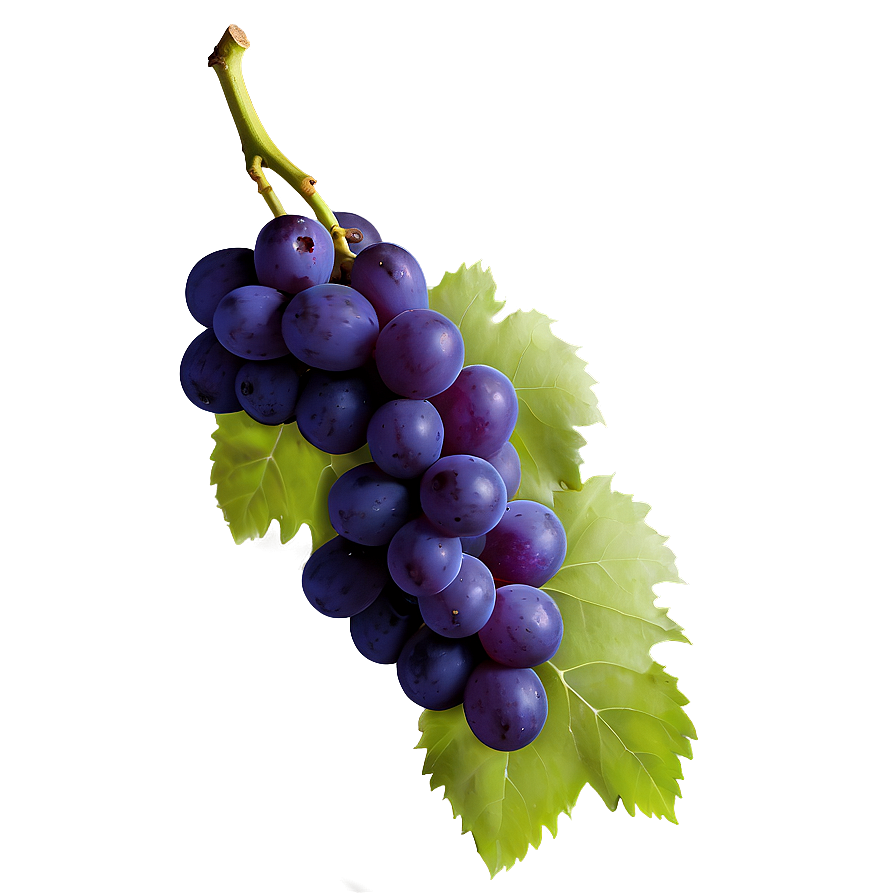 Single Grape Png Qnh