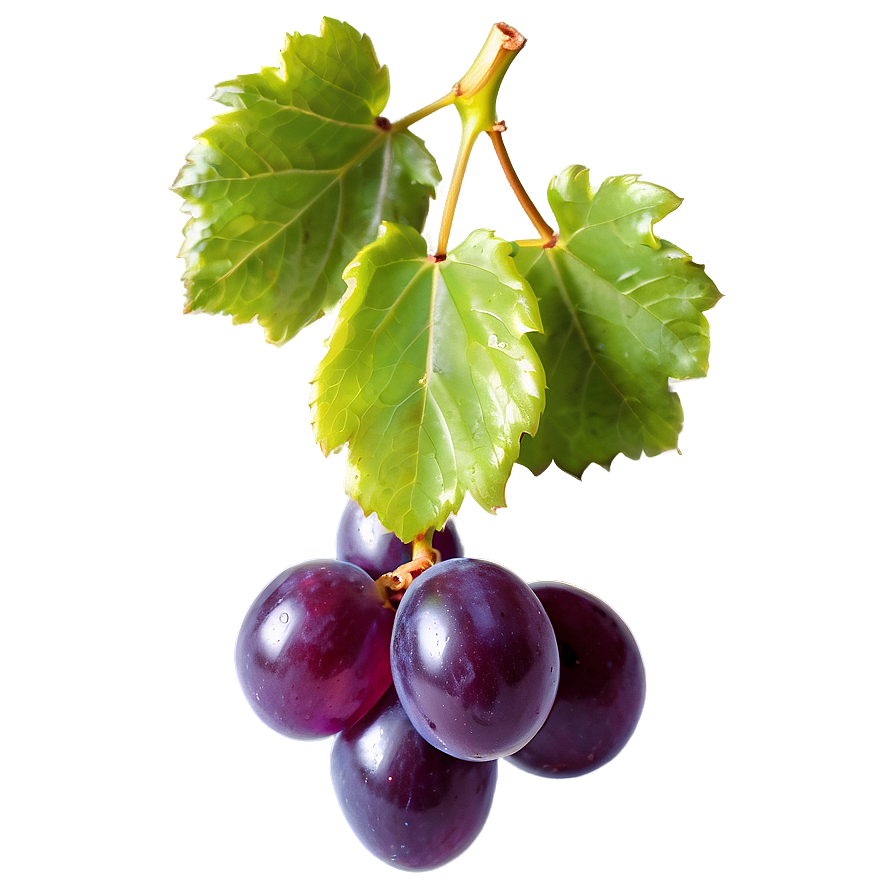 Single Grape With Reflection Png Haa3