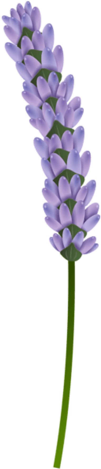 Single Lavender Stem Isolated PNG with transparent background