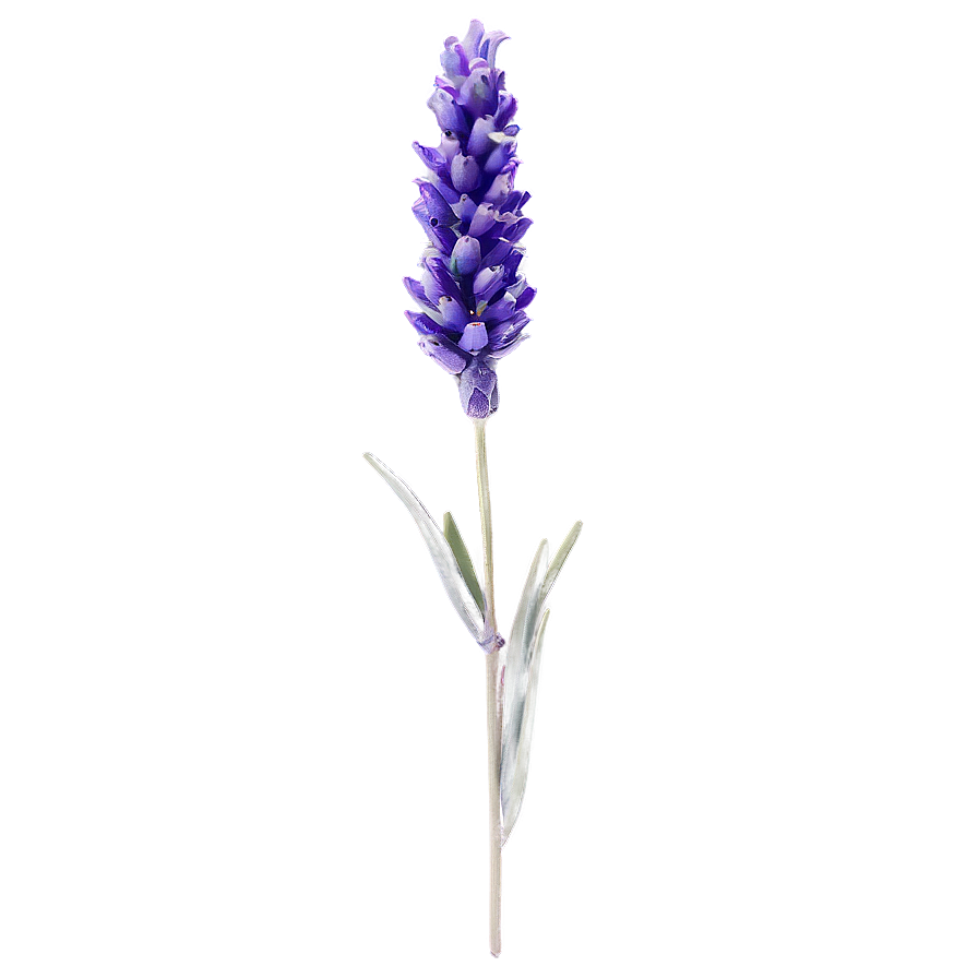 Single Lavender Stem Png 78