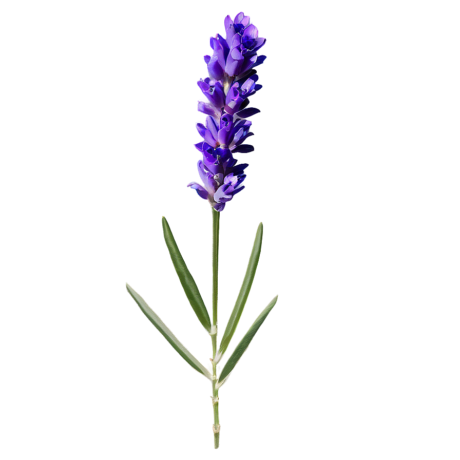 Single Lavender Stem Png Qfj