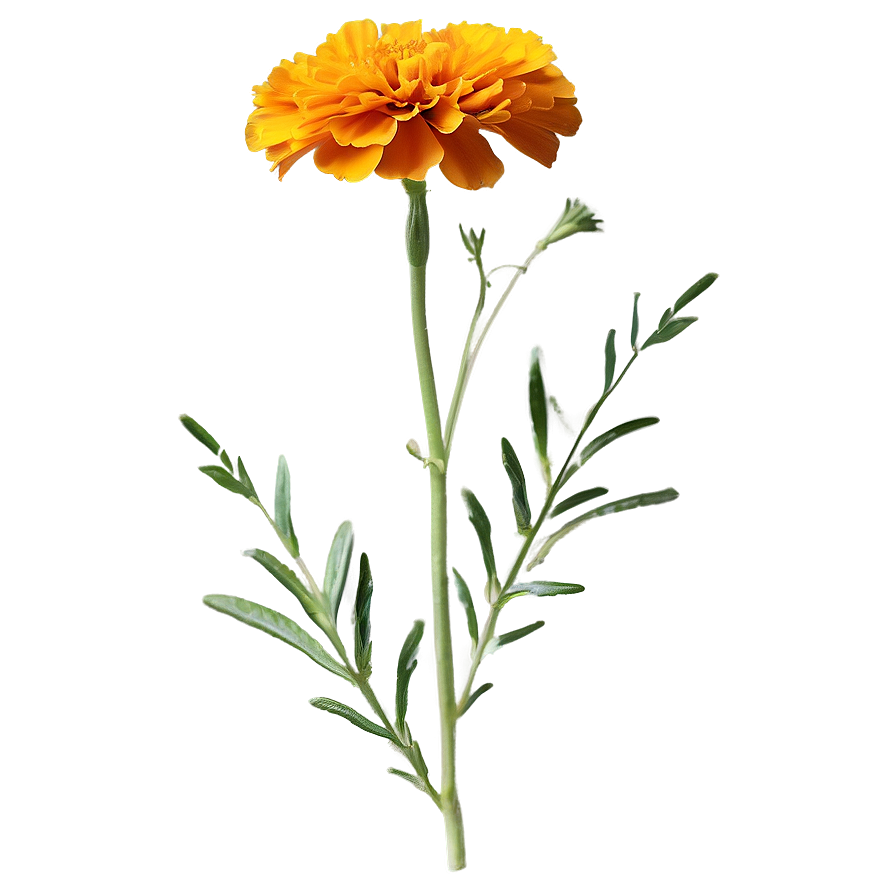 Single Marigold Flower Png 06112024