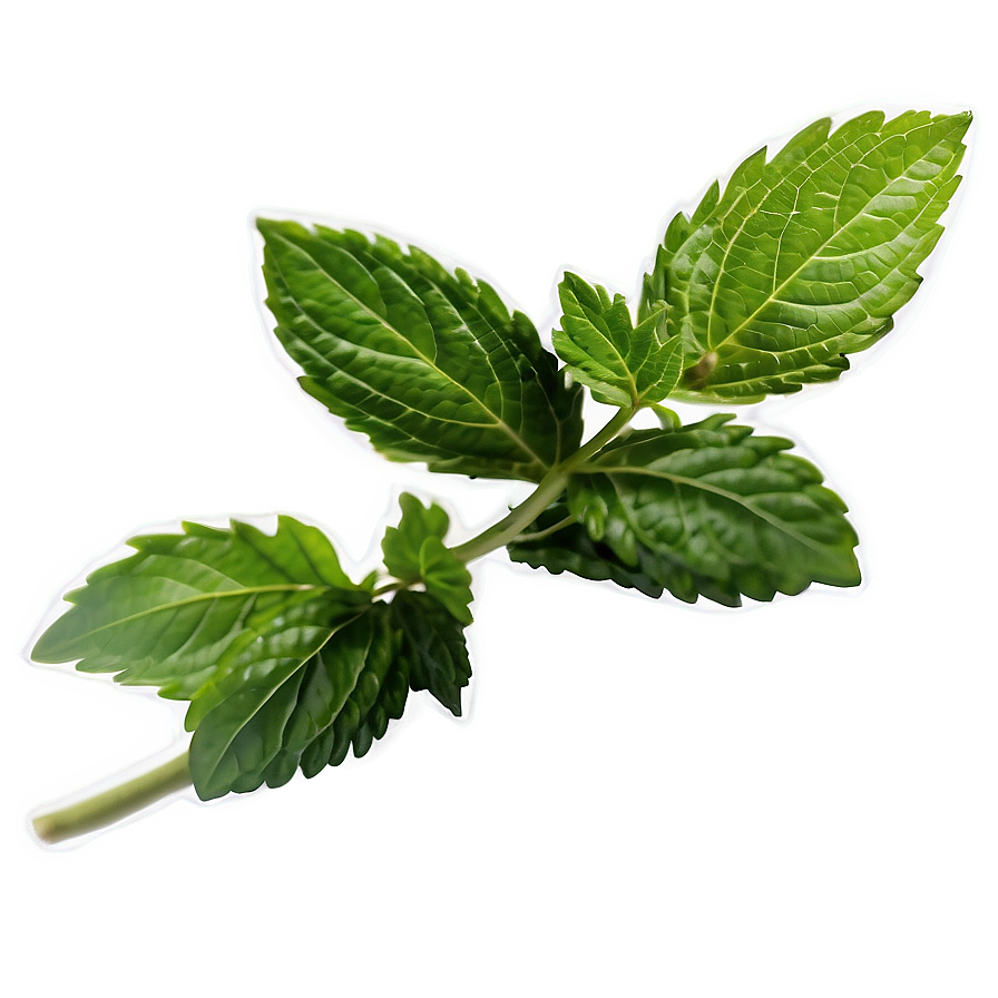 Single Mint Leaf Png Dxn48