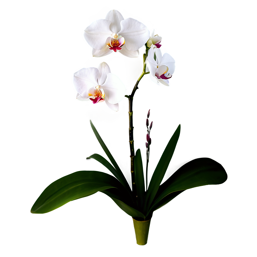 Single Orchid PNG awg64 PNG image with a transparent background, free high-resolution download