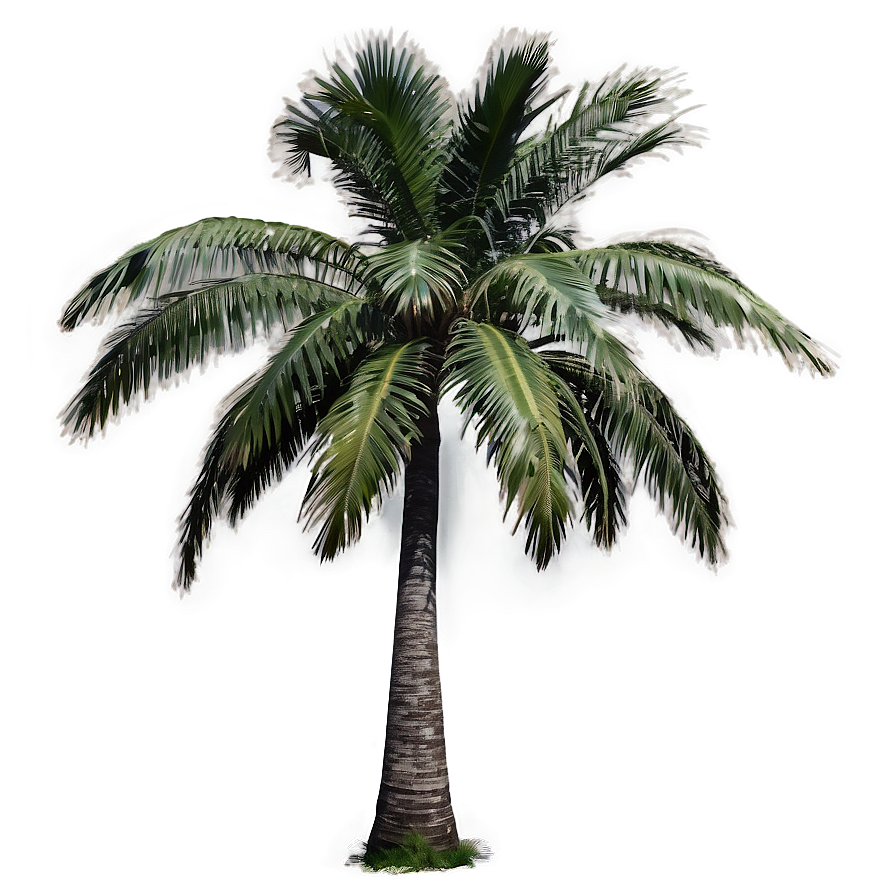 Single Palm Tree PNG 37 PNG with transparent background