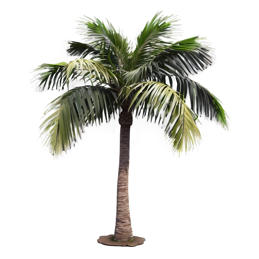 Single Palm Tree PNG wee59 PNG with transparent background