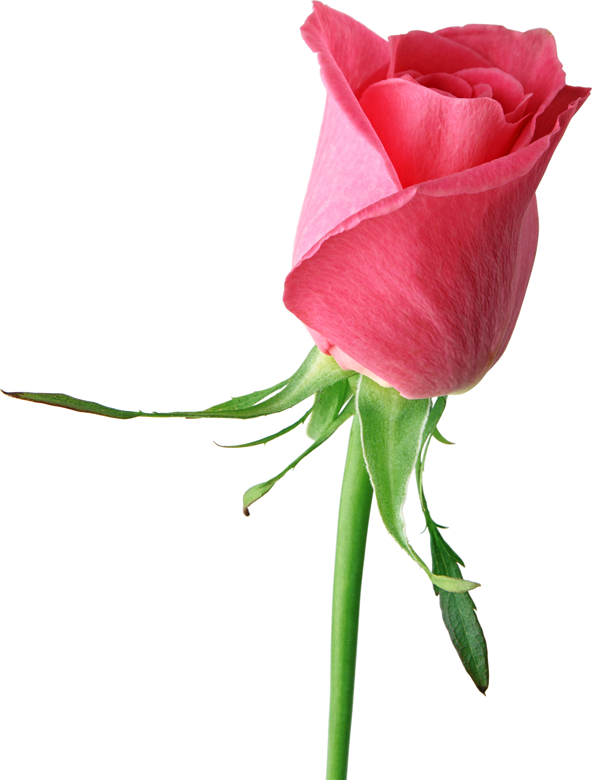 Pink Rose Png - Single Red Rose Hd, Transparent Png PNG with transparent background