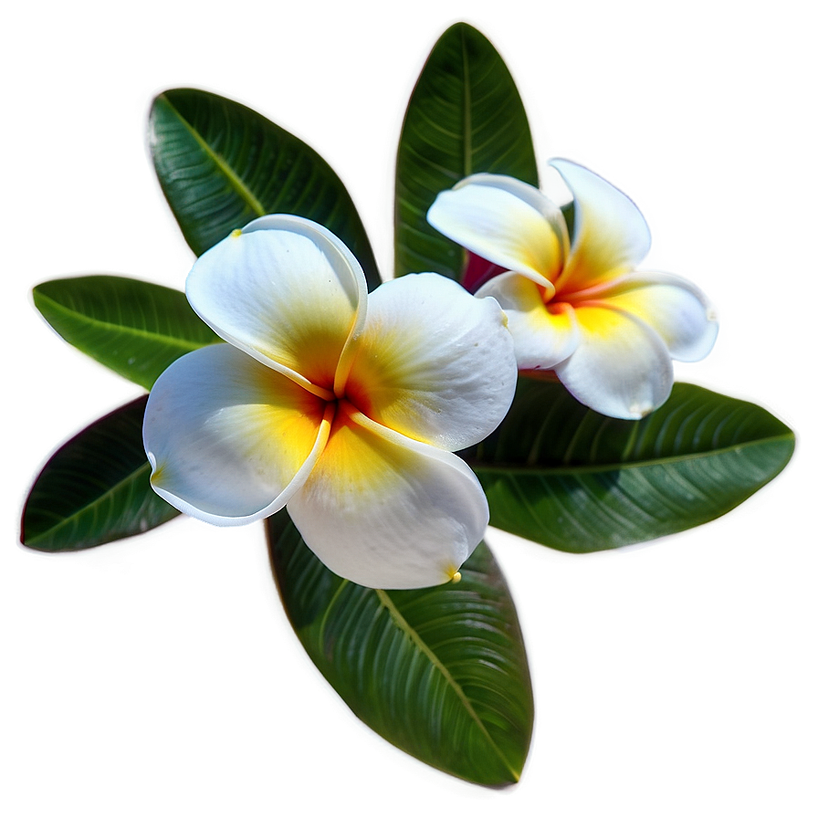 Single Plumeria Flower Png 97