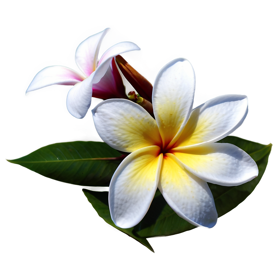 Single Plumeria Flower Png Ocq