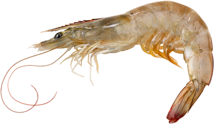 Single Prawn Transparent Background