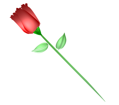 Single Red Rose Black Background