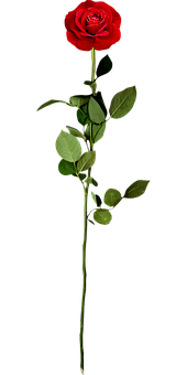 Single Red Rose Black Background.jpg PNG with transparent background