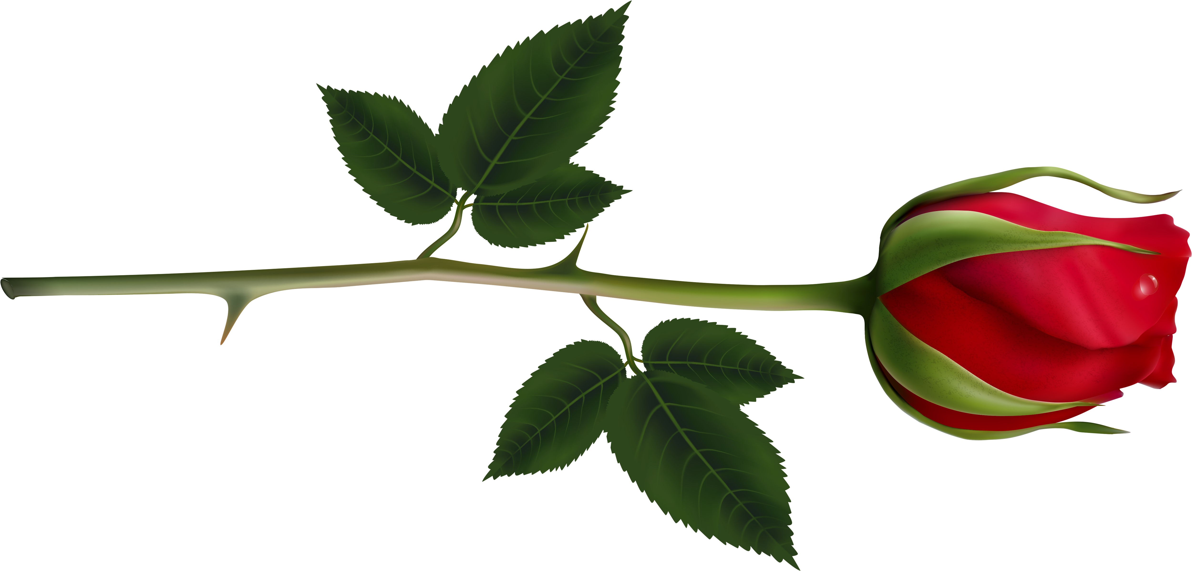 Rose Clipart Images And Pictures Download - Long Stem Red Rose Png, Transparent Png PNG with transparent background