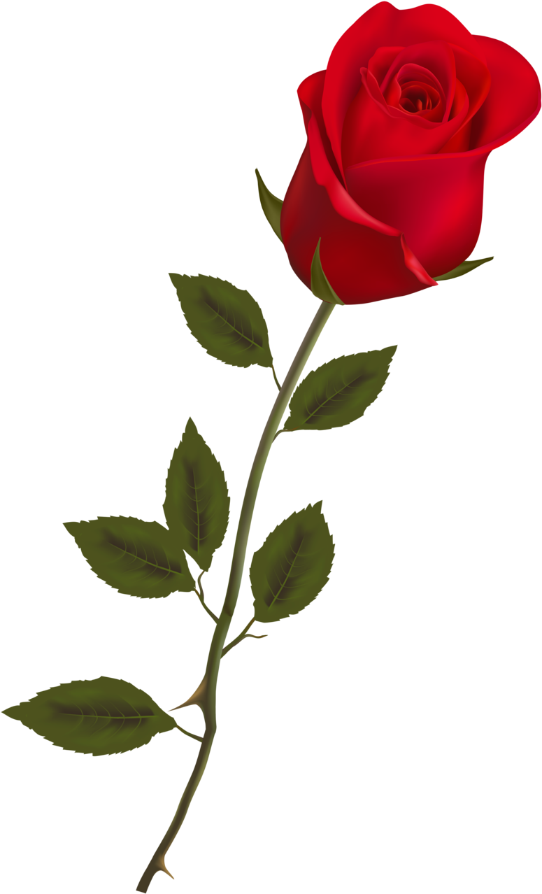 Single Long Stem Red Rose, HD Png Download PNG with transparent background
