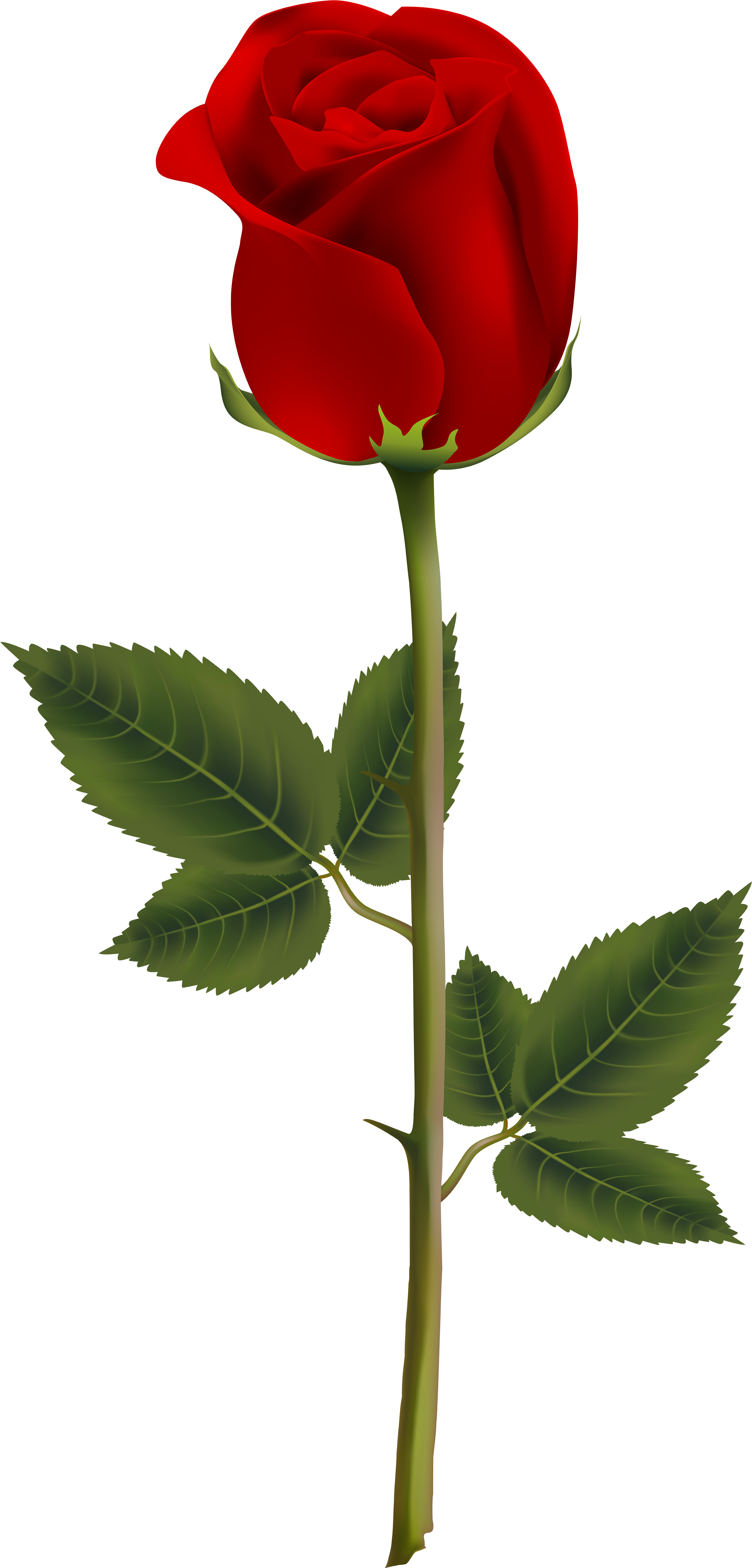Transparent Background Red Rose Png, Png Download PNG with transparent background