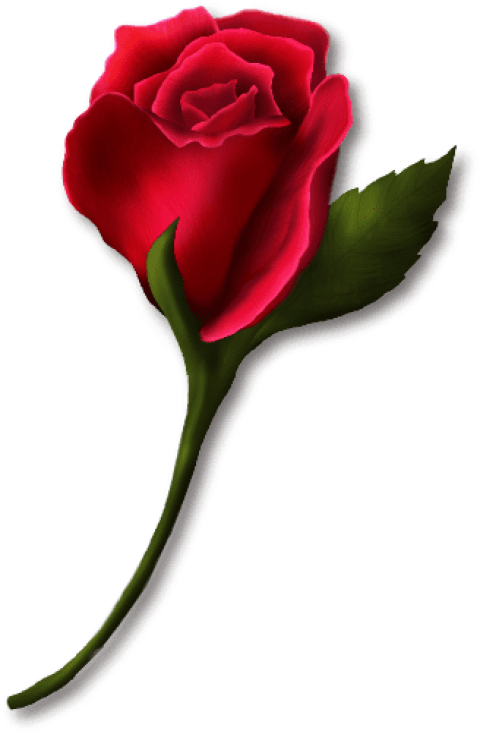 Single Red Rose Transparent Background