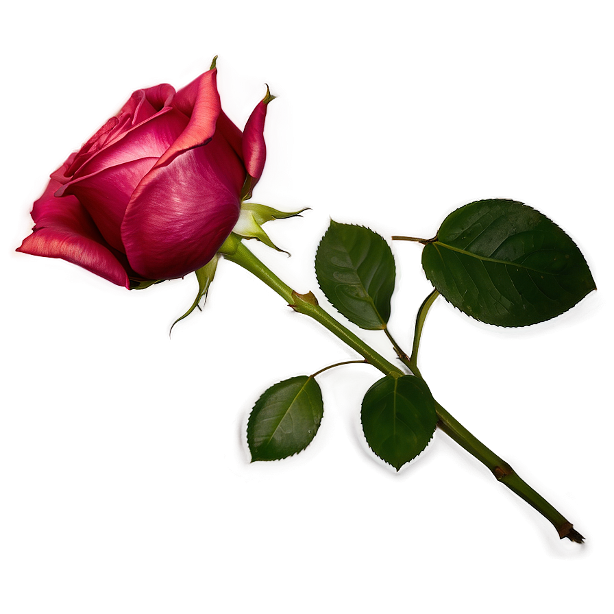 Single Rose Petal Png Dvg29