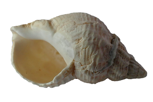 Single Sea Shell Black Background PNG with transparent background