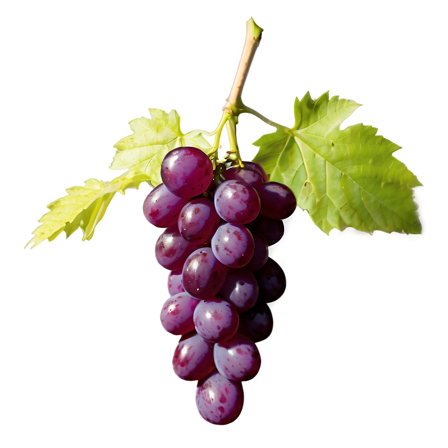 Single Seedless Grape Png 06292024