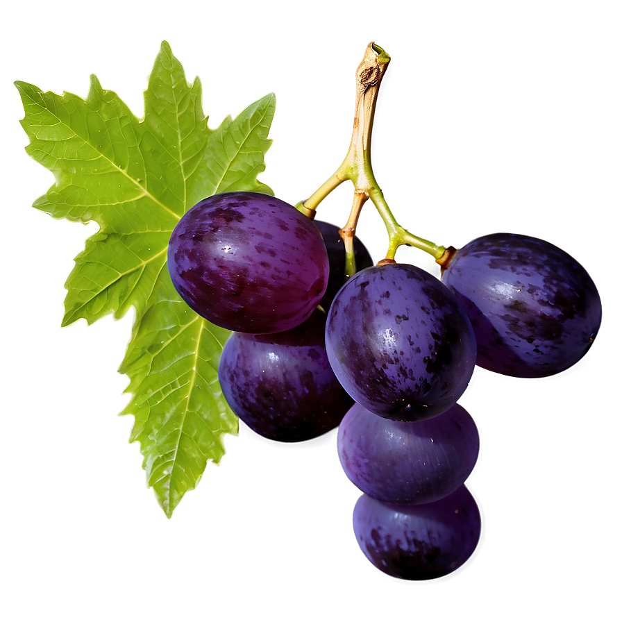 Single Seedless Grape Png 26