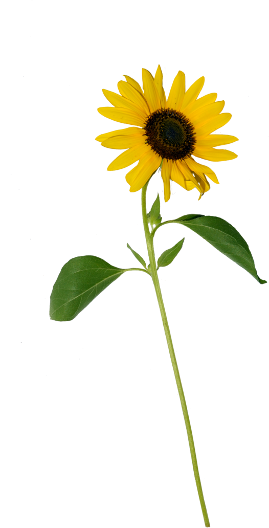 Single Sunflower Stem Isolated