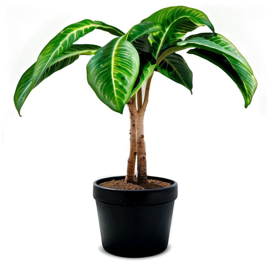 Single Tall Plant Png Itp60