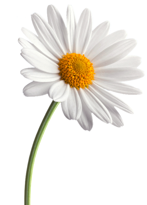 Single White Daisy Gray Background.png