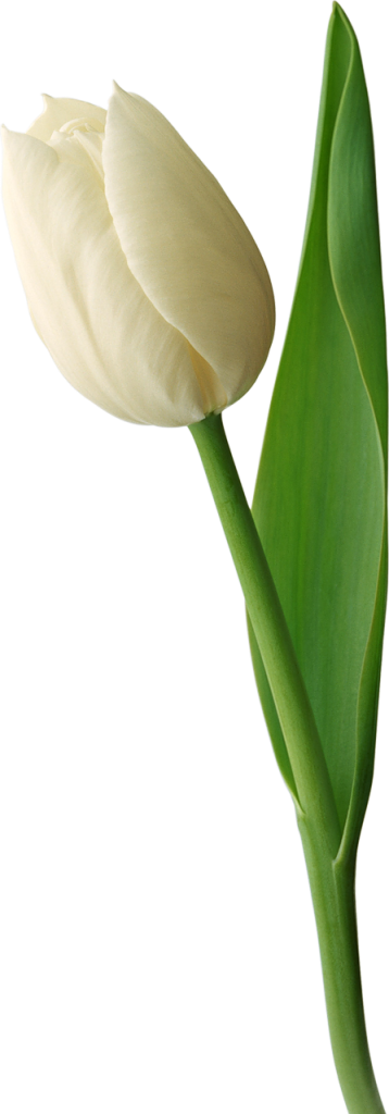 Single White Tulip Isolated Background