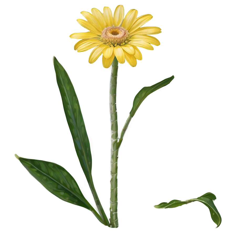 Single Yellow Daisy Bloom Png 06292024