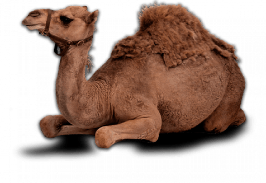 Sitting Camel Png, Transparent Png PNG with transparent background