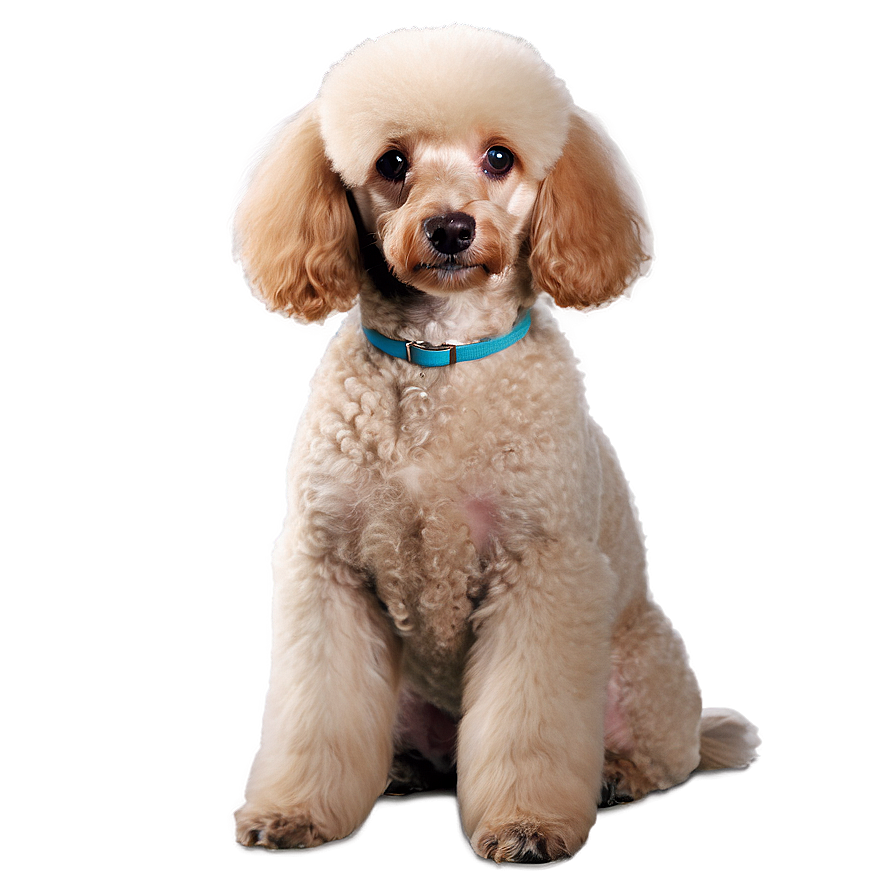 Sitting Poodle Picture Png Ngg90