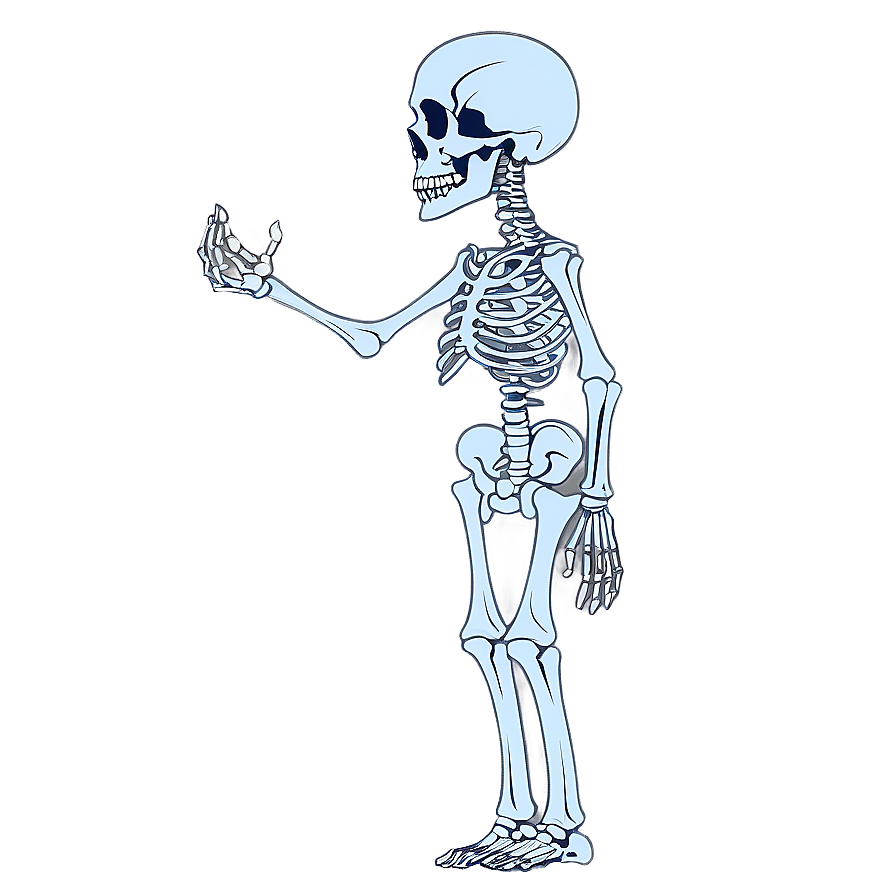 Skeletal System Function Explained Png 73