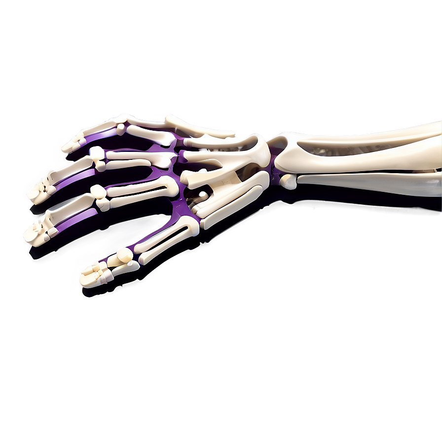 Skeleton Of Upper Limbs Png 79