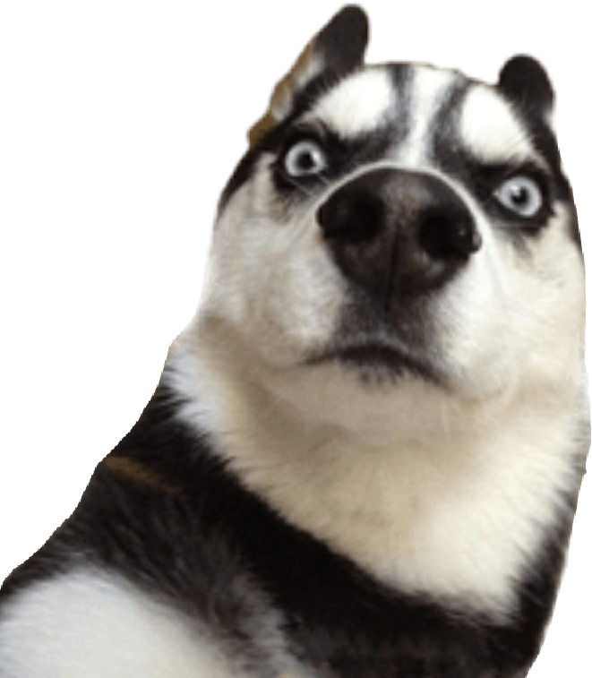 Skeptical Husky Meme.png