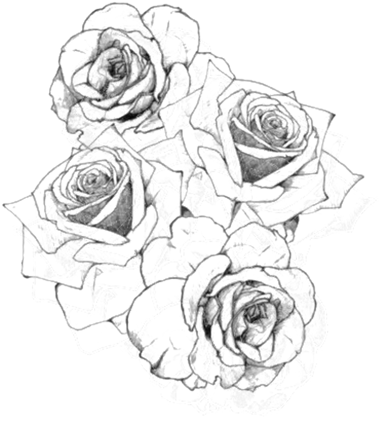 Sketch Style Rose Cluster Drawing