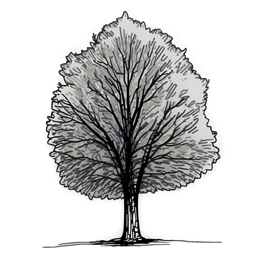 Sketch Tree Elevation Png 81