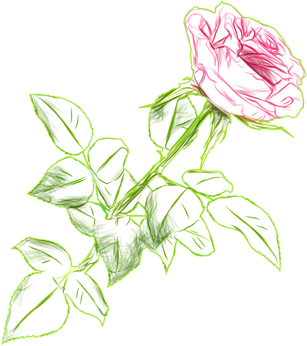 Sketchof Pink Roseon Blue Background.png