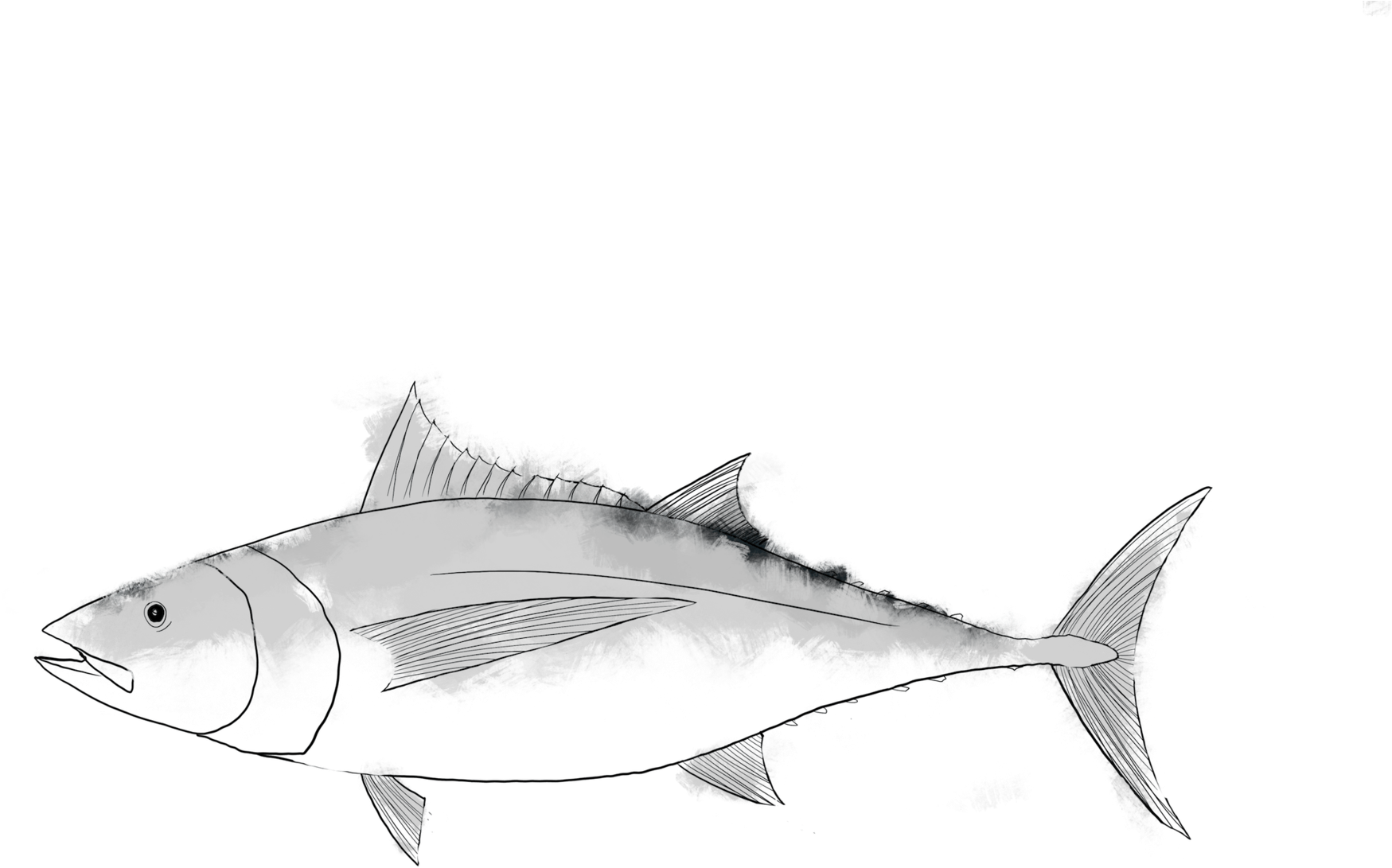 Fishgirl Seafood Full Order - Perch, HD Png Download PNG image with a transparent background, free high-resolution download