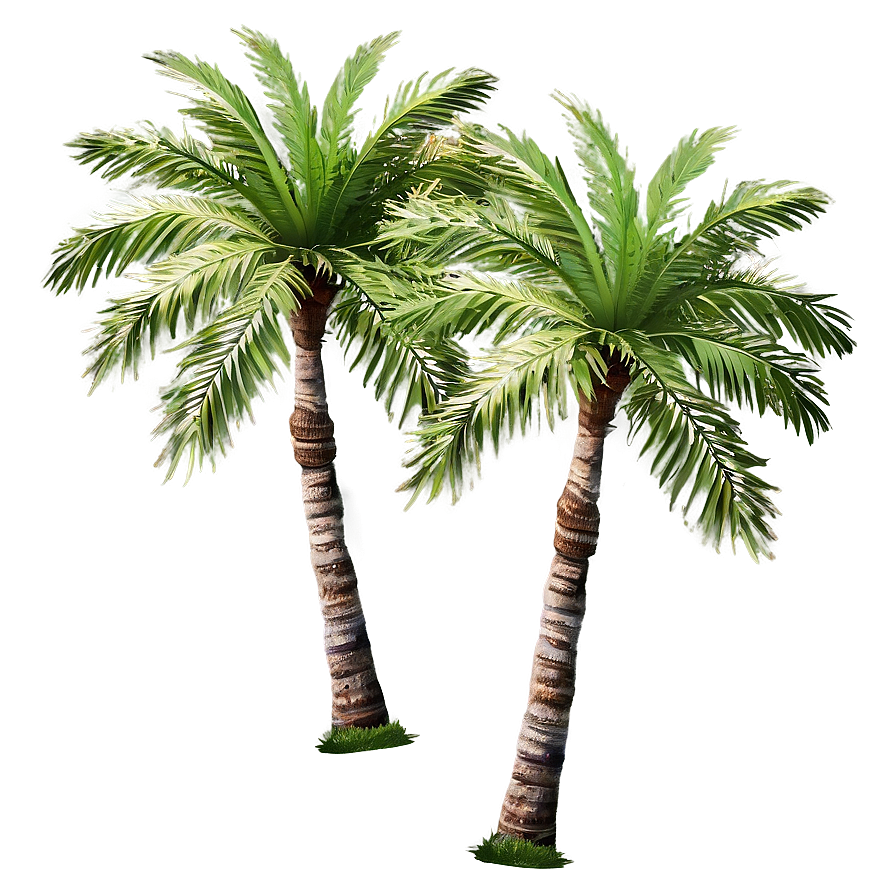 Sky-high Palm Tree Png 62