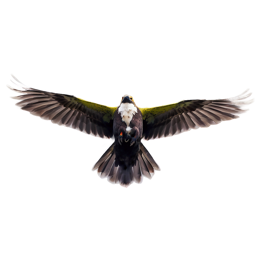 Skyward Bird Flight Png 41