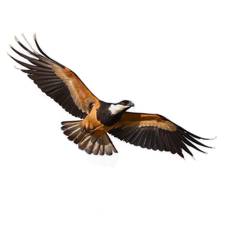 Skyward Bird Flight Png Dhw