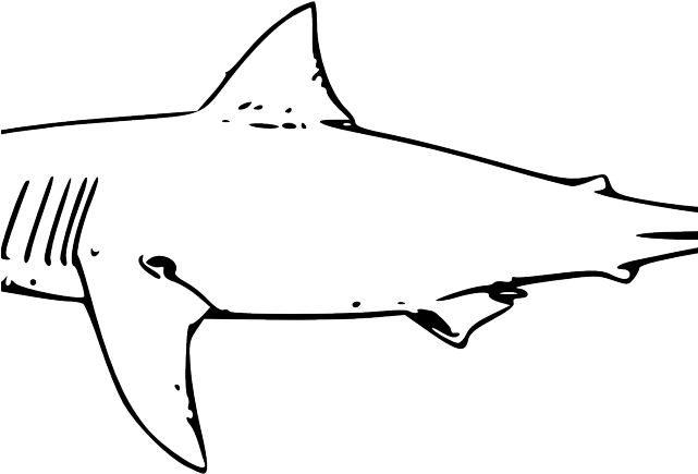 Shark Clipart Watercolor - Great White Shark Clip Art PNG with transparent background