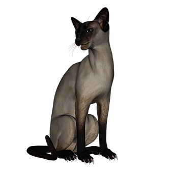 Sleek Siamese Cat Black Background