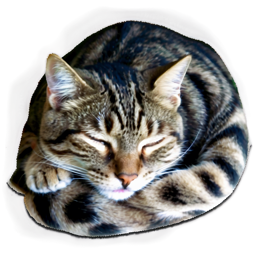 Sleeping Cat PNG 36 PNG with transparent background
