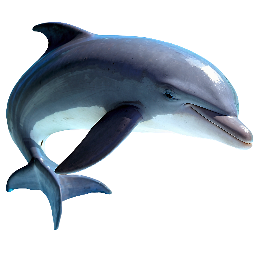 Sleeping Dolphin Png Mep