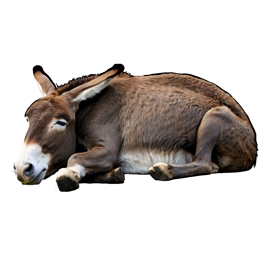 Sleeping Donkey Png 28